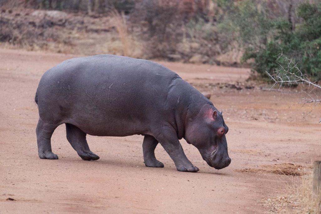 Hippo.jpg