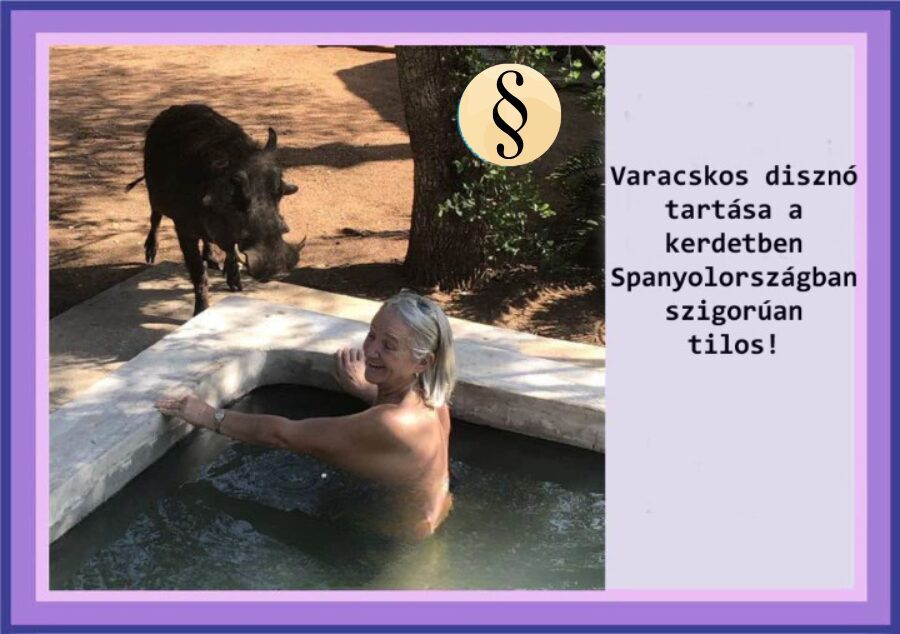 Kiváncsi disznó