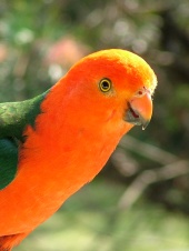 male_king_parrot.jpg